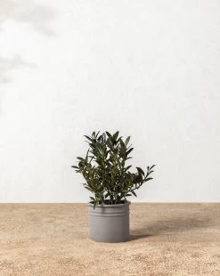 Bolton Ceramic Planter -Decoration Specialty Shop 20220110 Outdoor 010 0bda3253 a98d 49a6 bc9f ab08614a7b4c