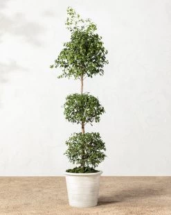 Canton Ceramic Planter -Decoration Specialty Shop 20220110 Outdoor 011 bb213e8e 7b28 449c 8fea 1b8e3c997358