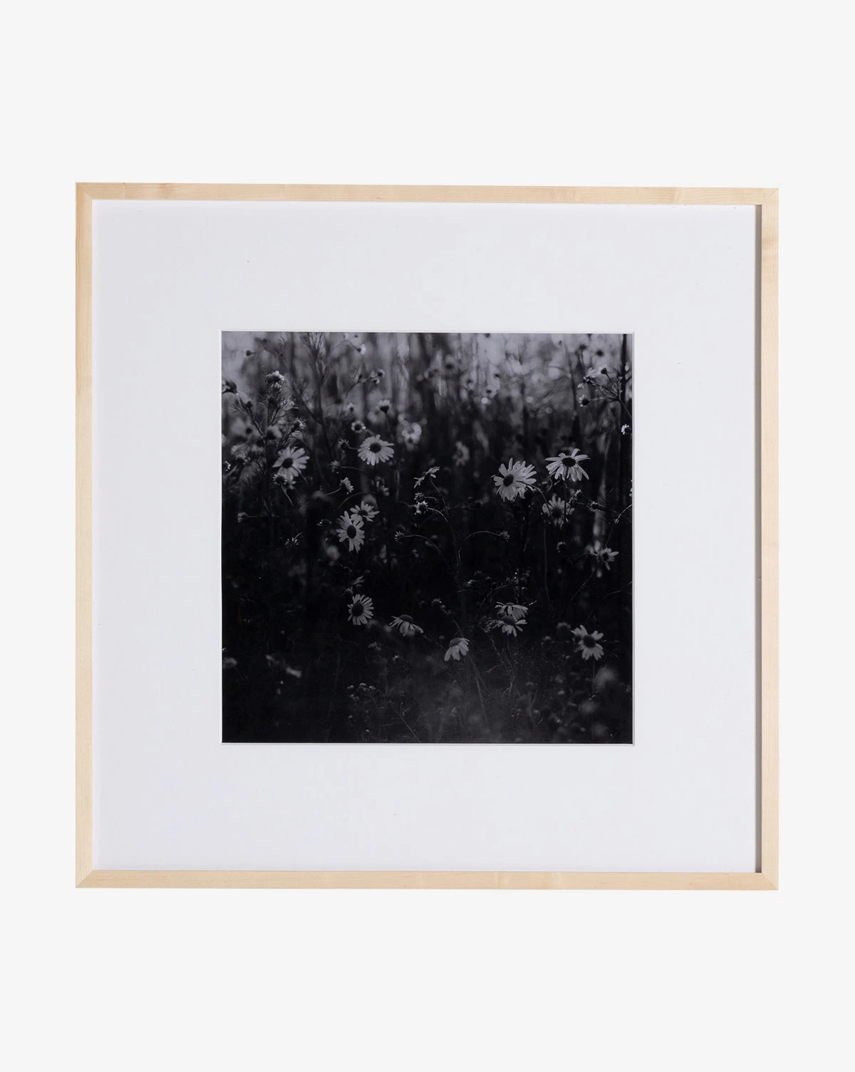 Film Of Florals 1 Film Of Florals