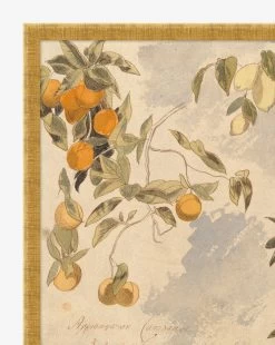 Lemons & Oranges -Decoration Specialty Shop Lemons Oranges D1