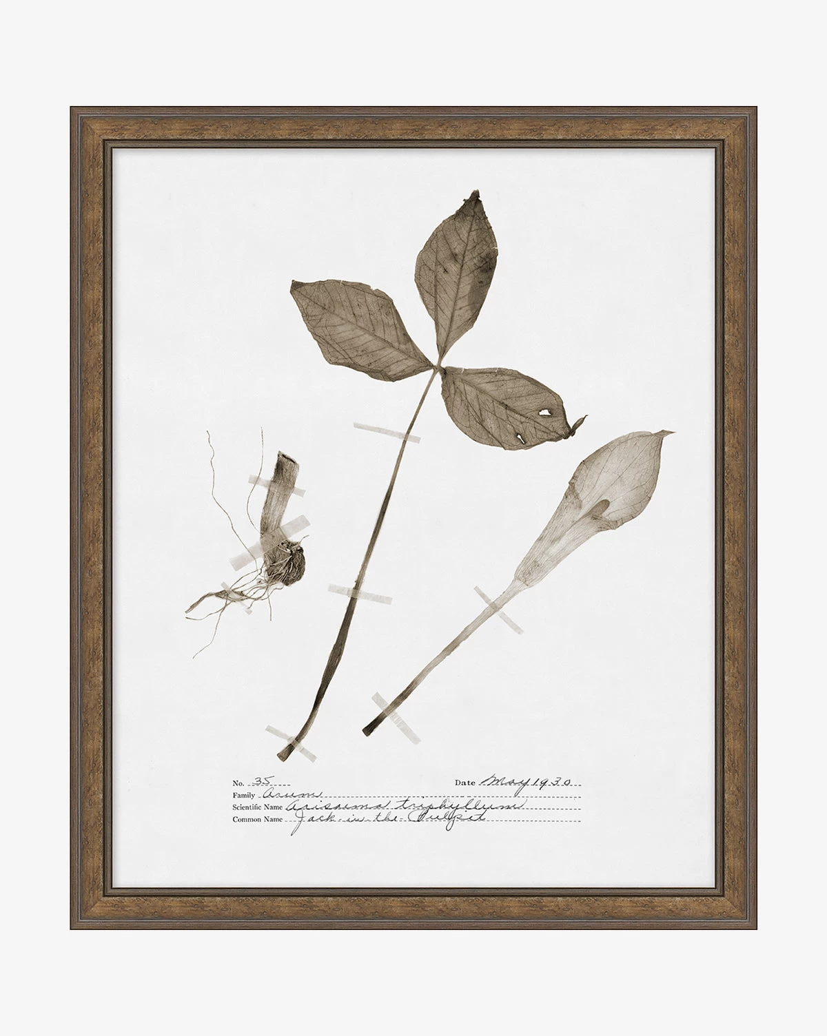 Subdued Botanicals III 1 Subdued Botanicals III